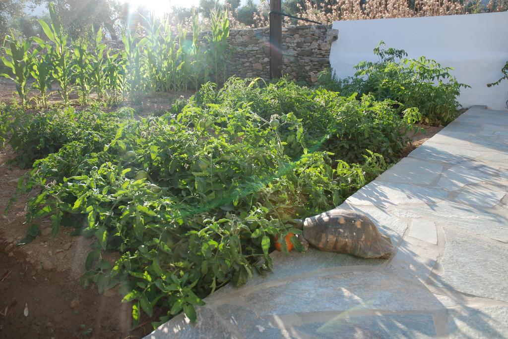Edem Hotel Platis Gialos (Sifnos) Exterior foto